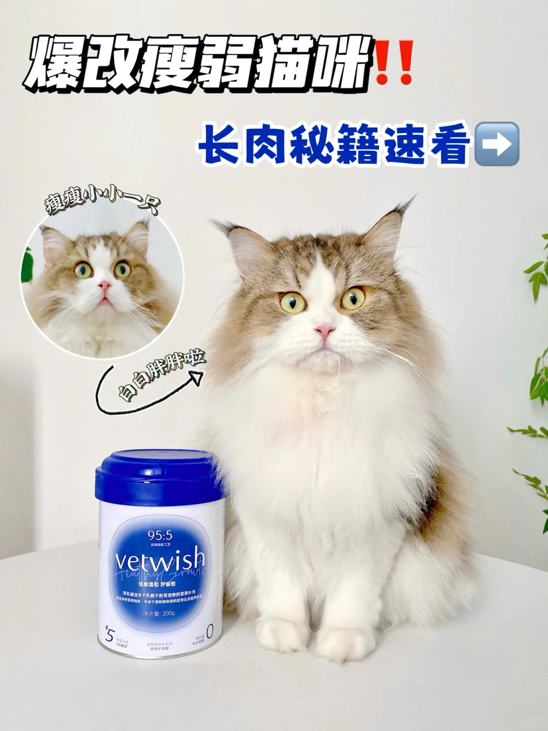 爆改瘦弱小猫，长肉还得看猫咪羊奶粉！