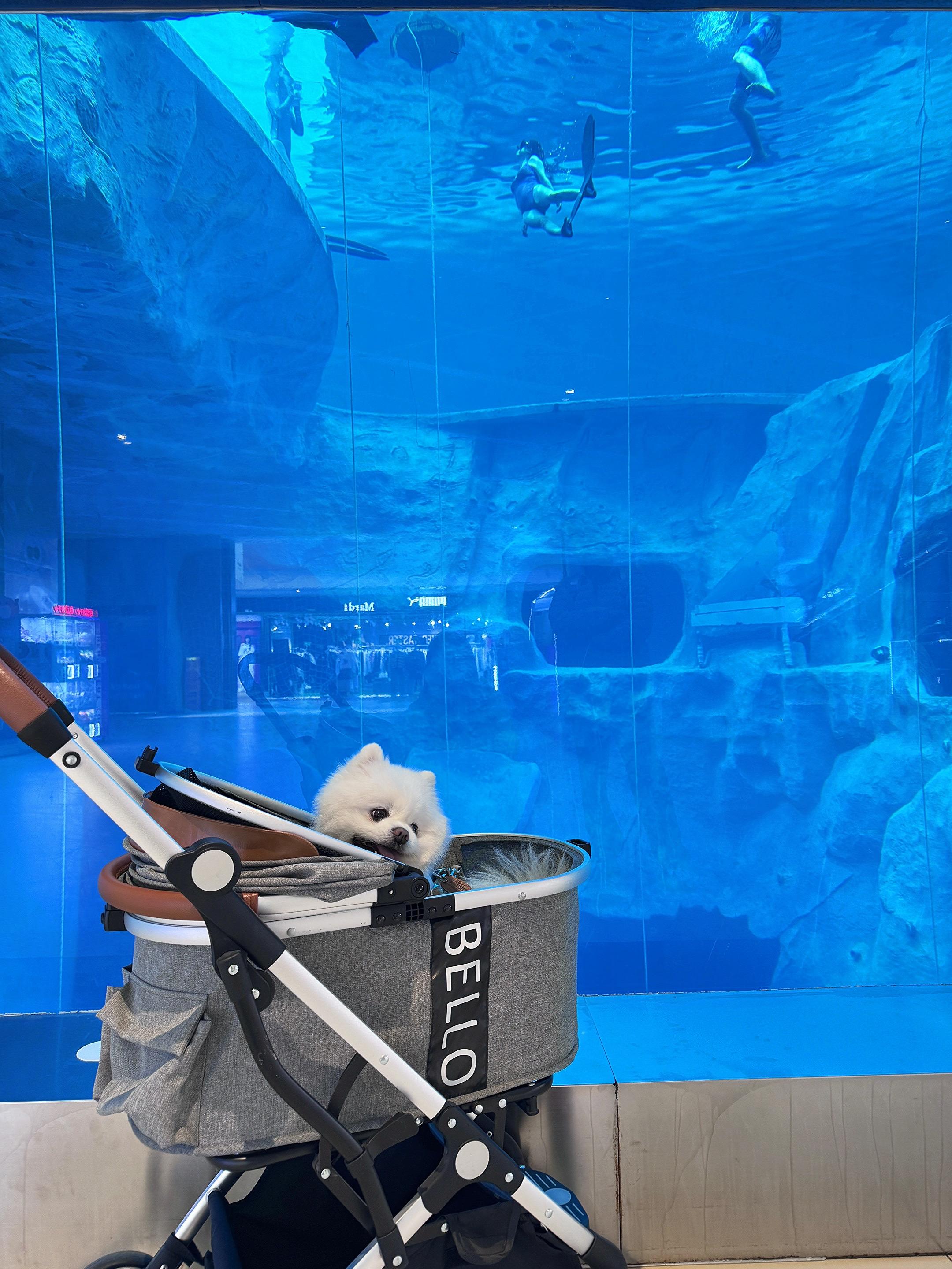 随变一拍都很夯