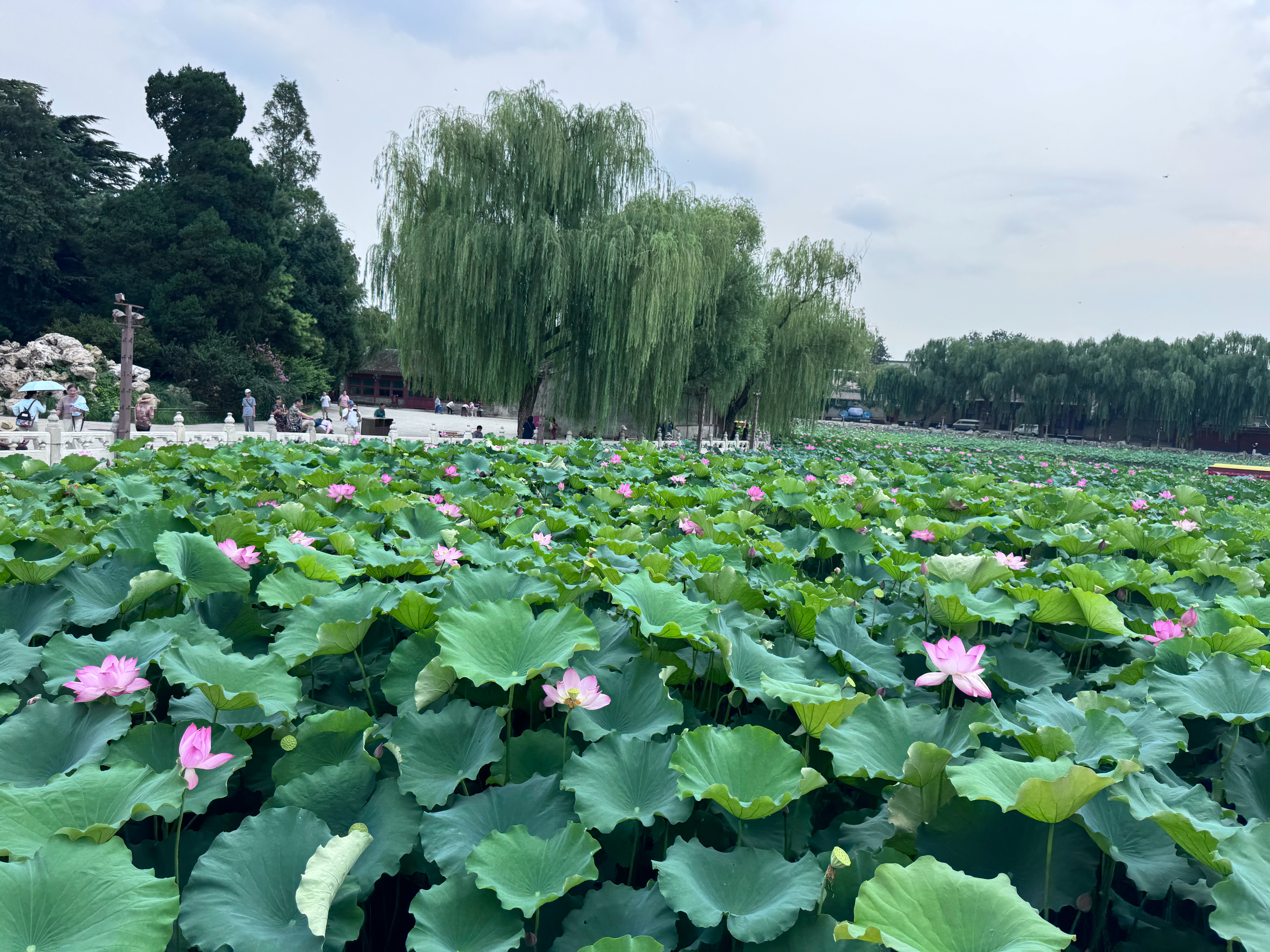 北海的荷花，景山的小黄花！ ​​​