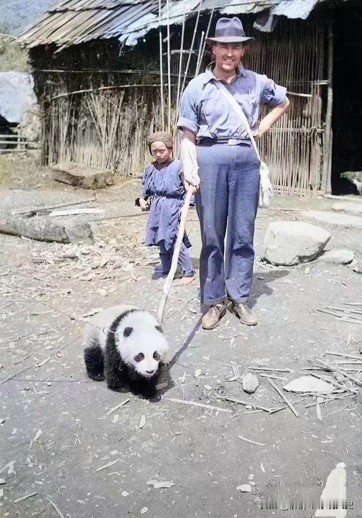这是1934年，一名外国人在中国偷猎大熊猫后的留影，而在当时类似于这种外国偷猎团