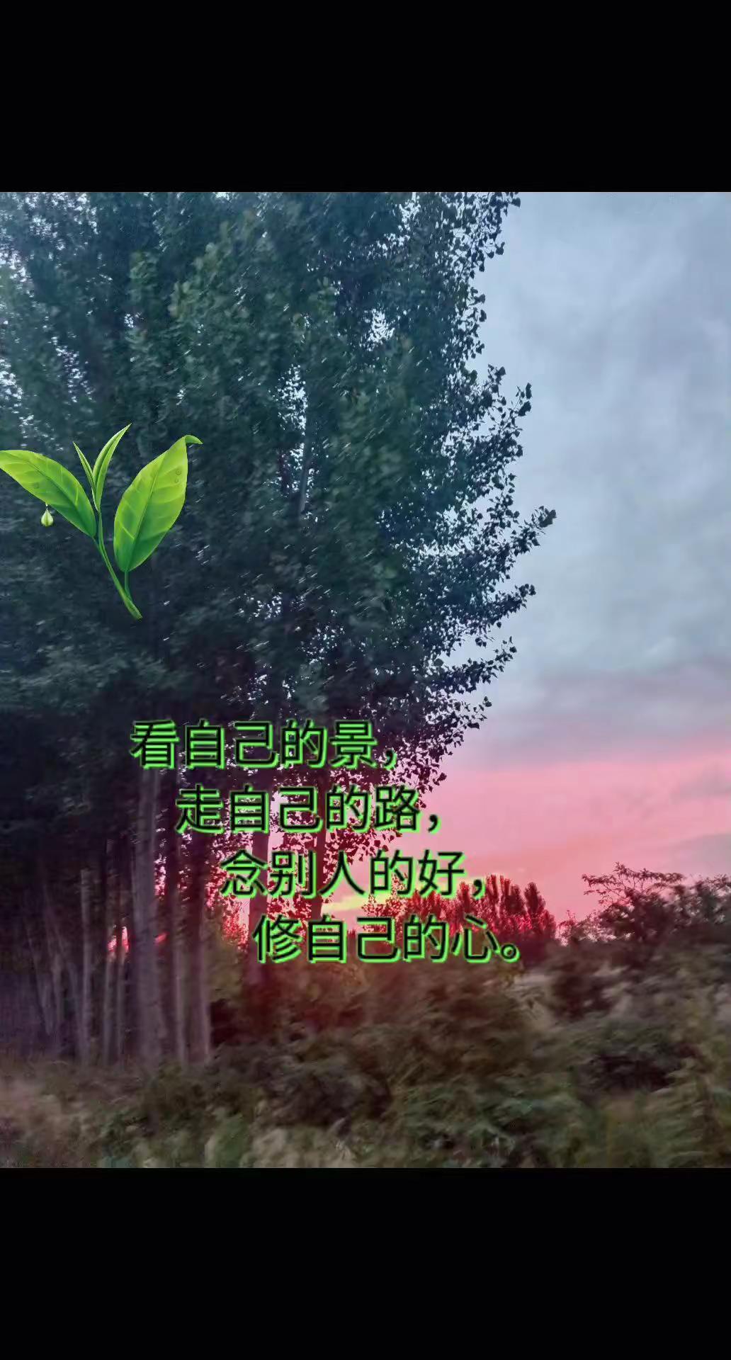 树与落日