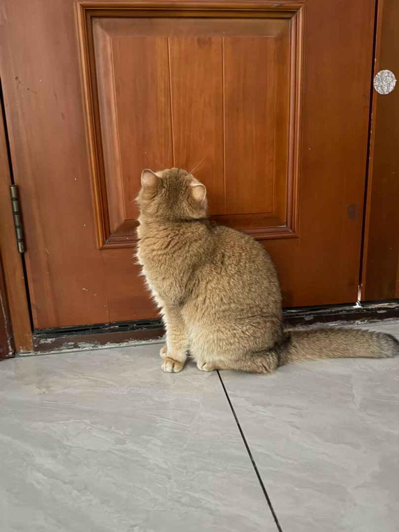 想出门的猫猫脸上是没有笑容的怎么老不给出去啊什么破秘书