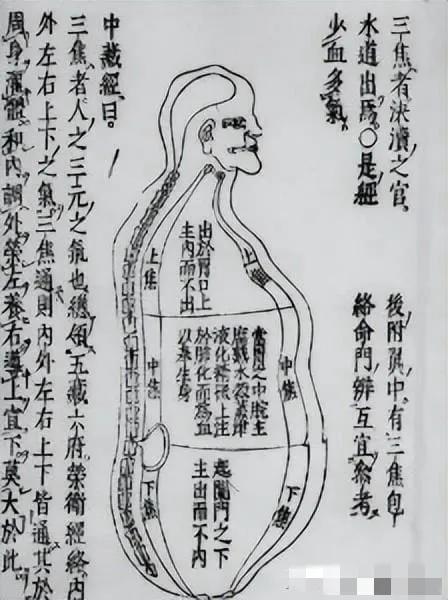 中医的三焦指的是什么？有什么作用？三焦不通会有什么危害？

中医作为中华民族的传