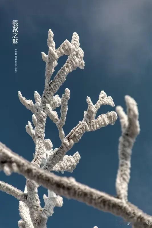 《蝶恋花•霰聚之魅》
（原创首发）陋室听秋/文
 
霜夜寒风枝上绕。
千树琼花，