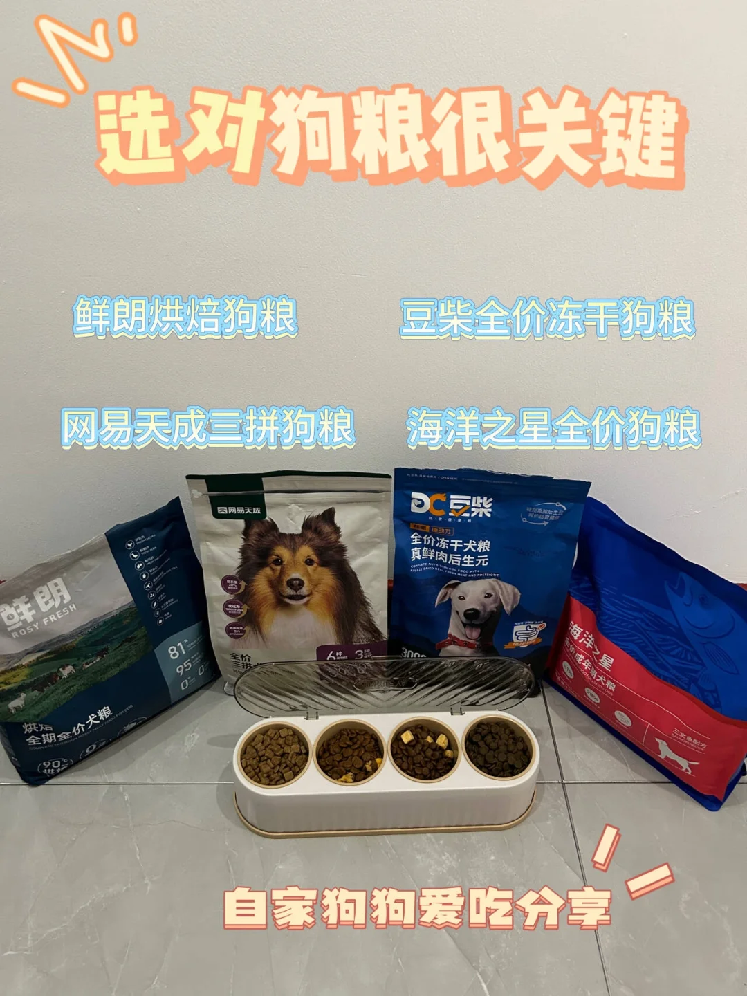 新手养狗|选对狗粮很关键