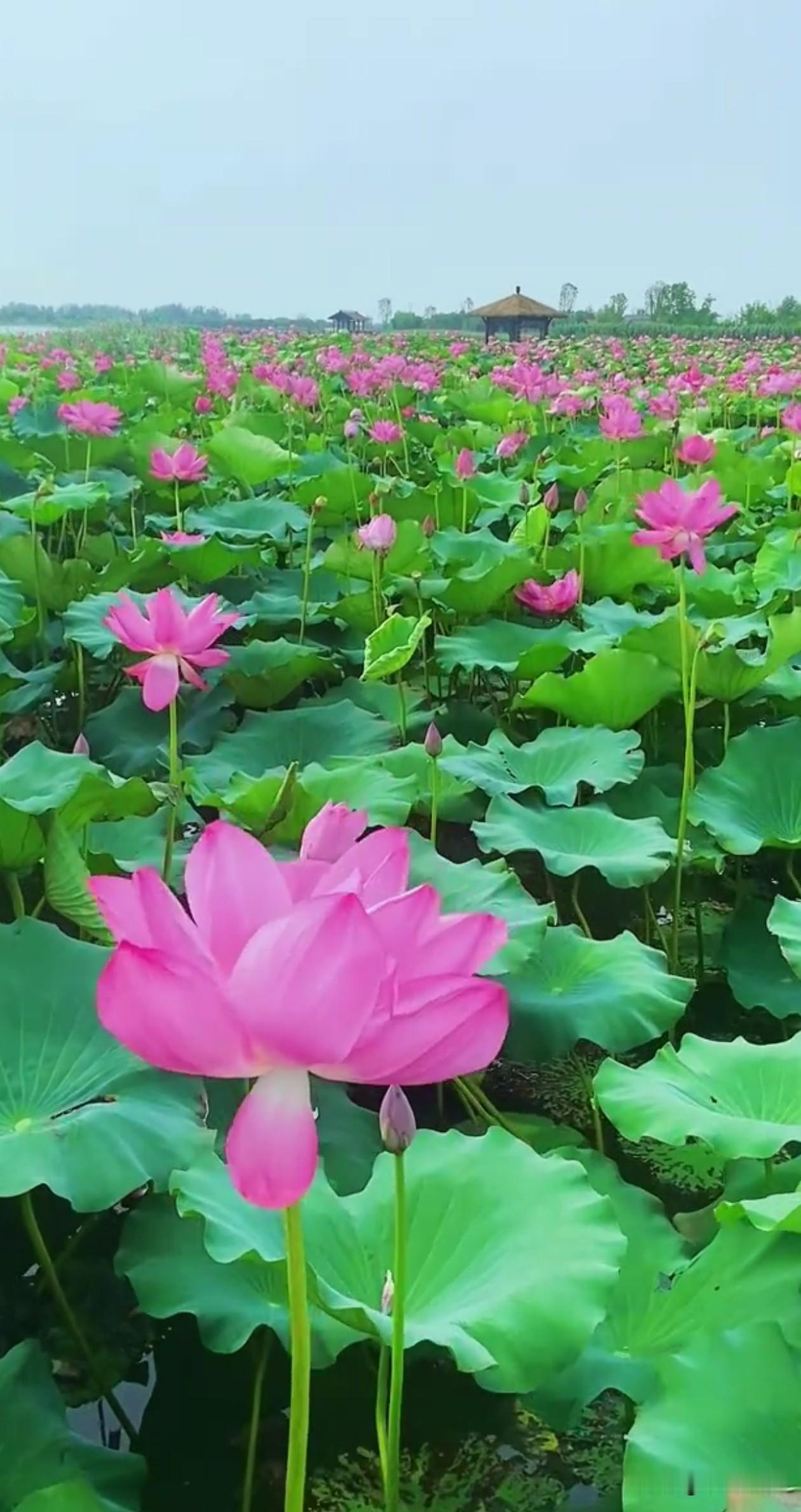 出泥而净，沐雨而芳，守本心，赴晴朗。夏日荷花 人生感悟 治愈风景 静心自愈