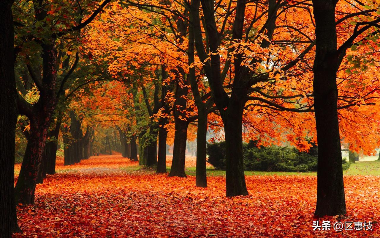 秋风起，落叶知深秋🍂