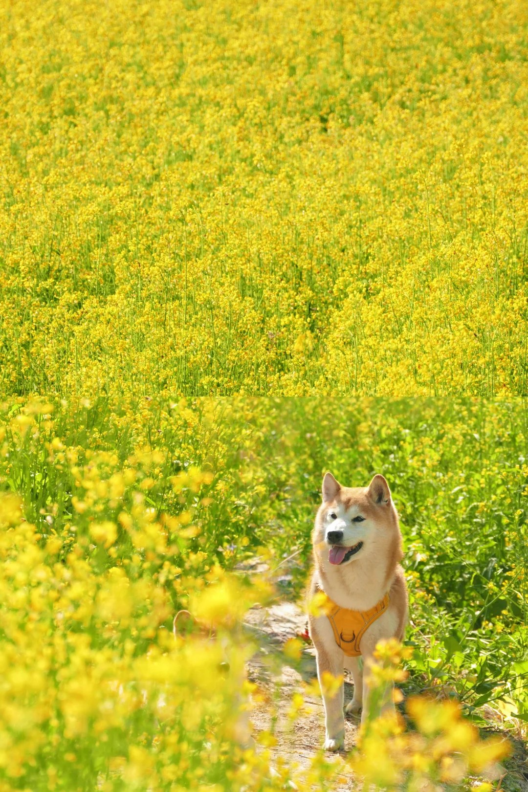 2025的油菜花，我和柴柴们抢先一步了