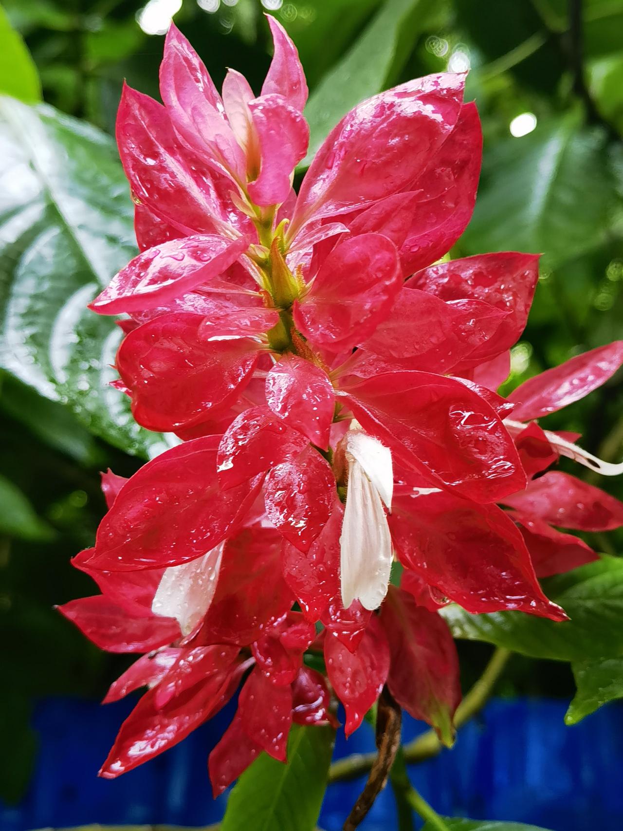 赤苞花，假花喧宾夺主，掩盖了真花的风采，却更受人们的青睐。
夏秋之交，赤苞花开，