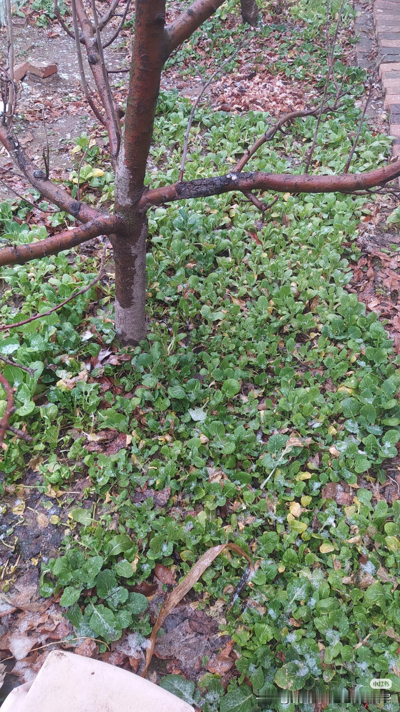 有点羡慕邻居了，两口子在外打工，打工十几年，存了七八十万，不买房不买车，孩子也大