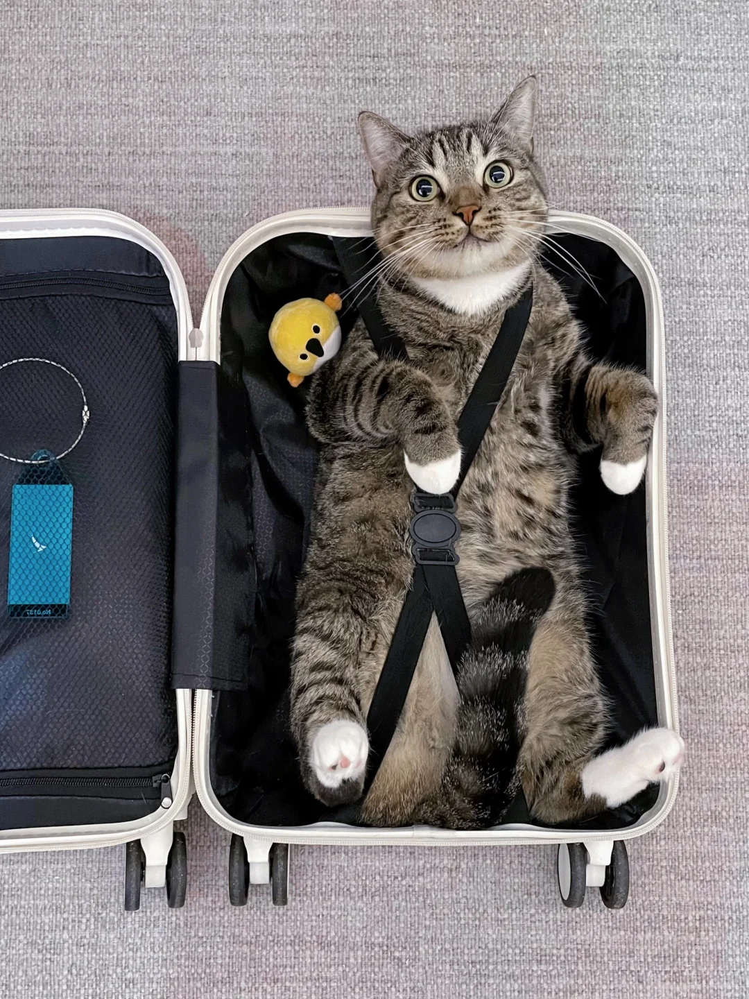 有人来批判下这种猫咪停车乱象吗？