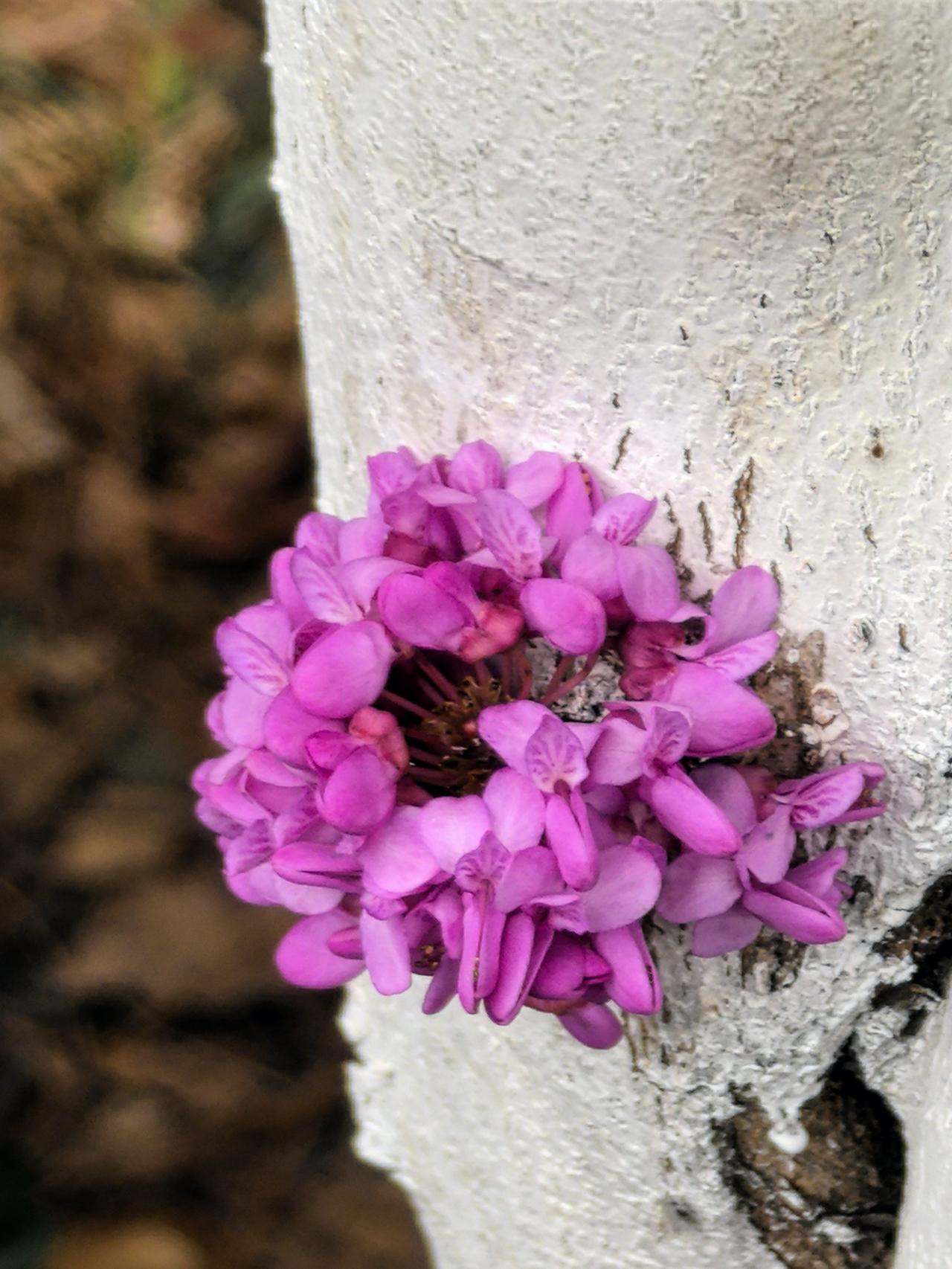 树干上开花的紫荆