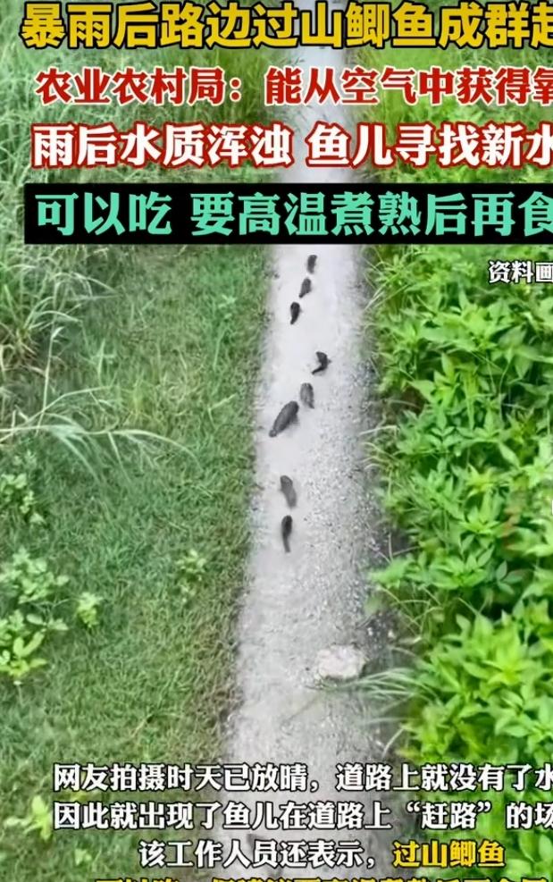 2026年5月16日，广西防城港暴雨后，路边出现过山鲫鱼成群“赶路”的奇景。这些