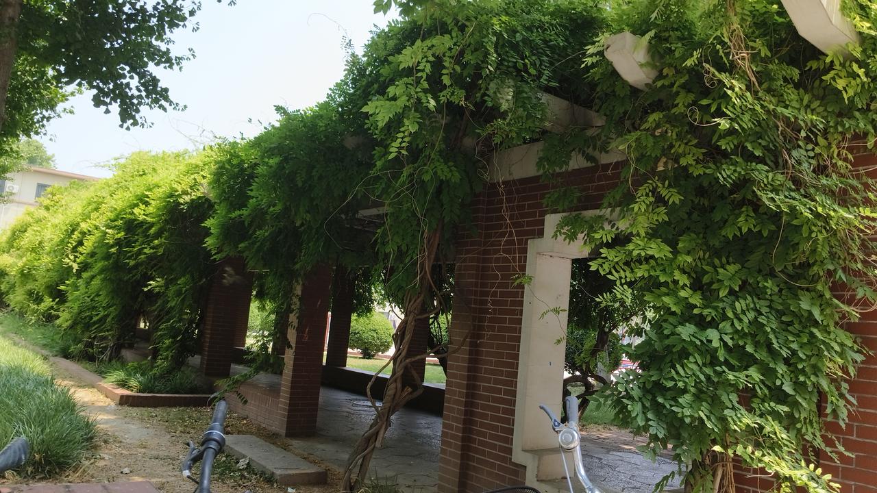紫藤长廊：聊城大学绿意盎然的天然隧道

聊城大学校园曾经是我们的公园，现在却成了