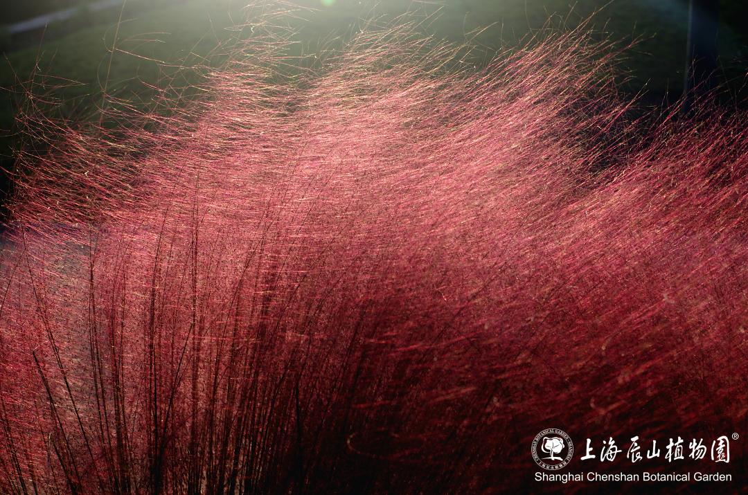 粉黛乱子草是禾本目、禾本科、乱子草属植物。多年生暖季型草本，株高可达30-90厘