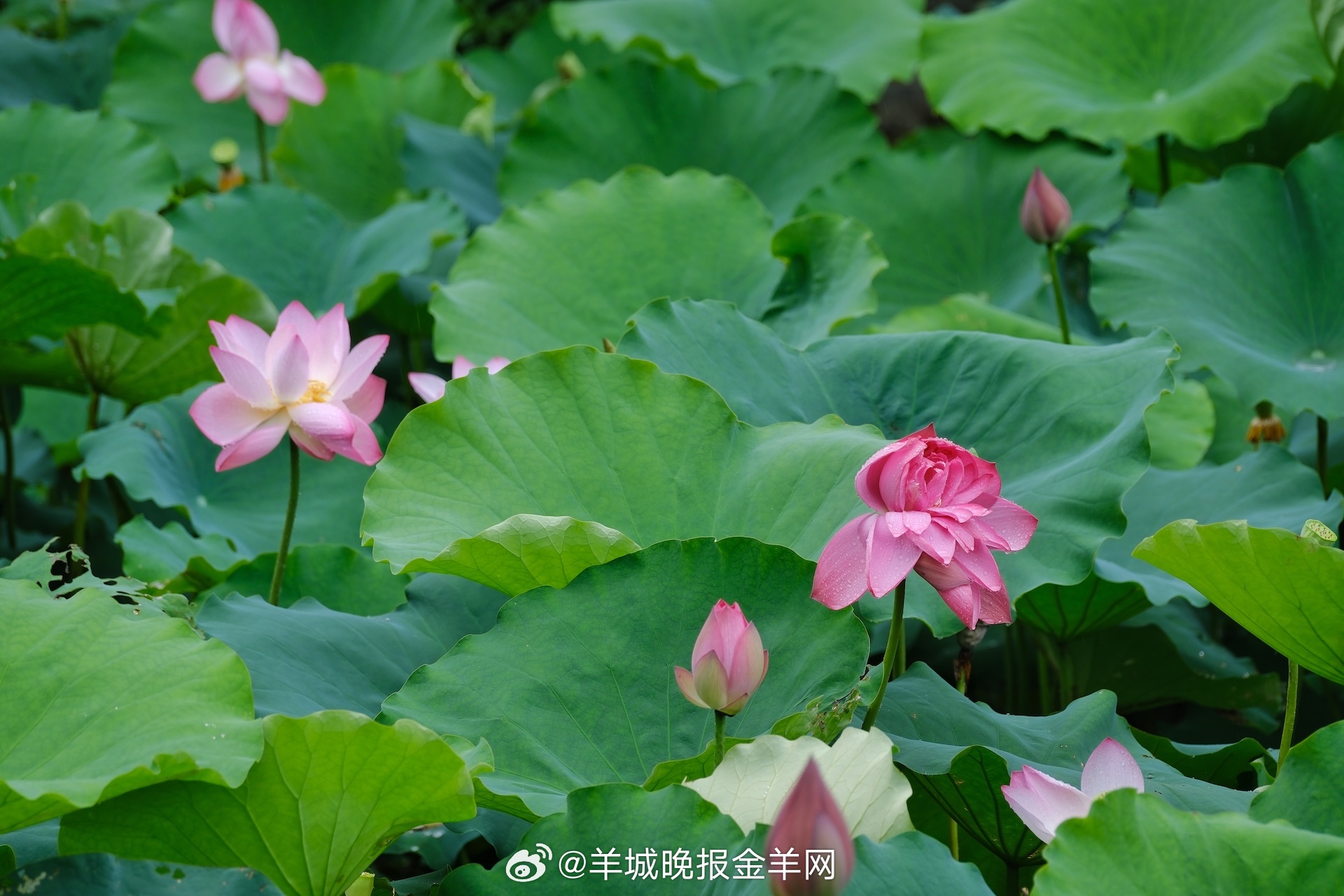 #晚安#愿你不惧岁月漫长，始终相信：所有失去的，会以另一种方式归来；所有坚持的，