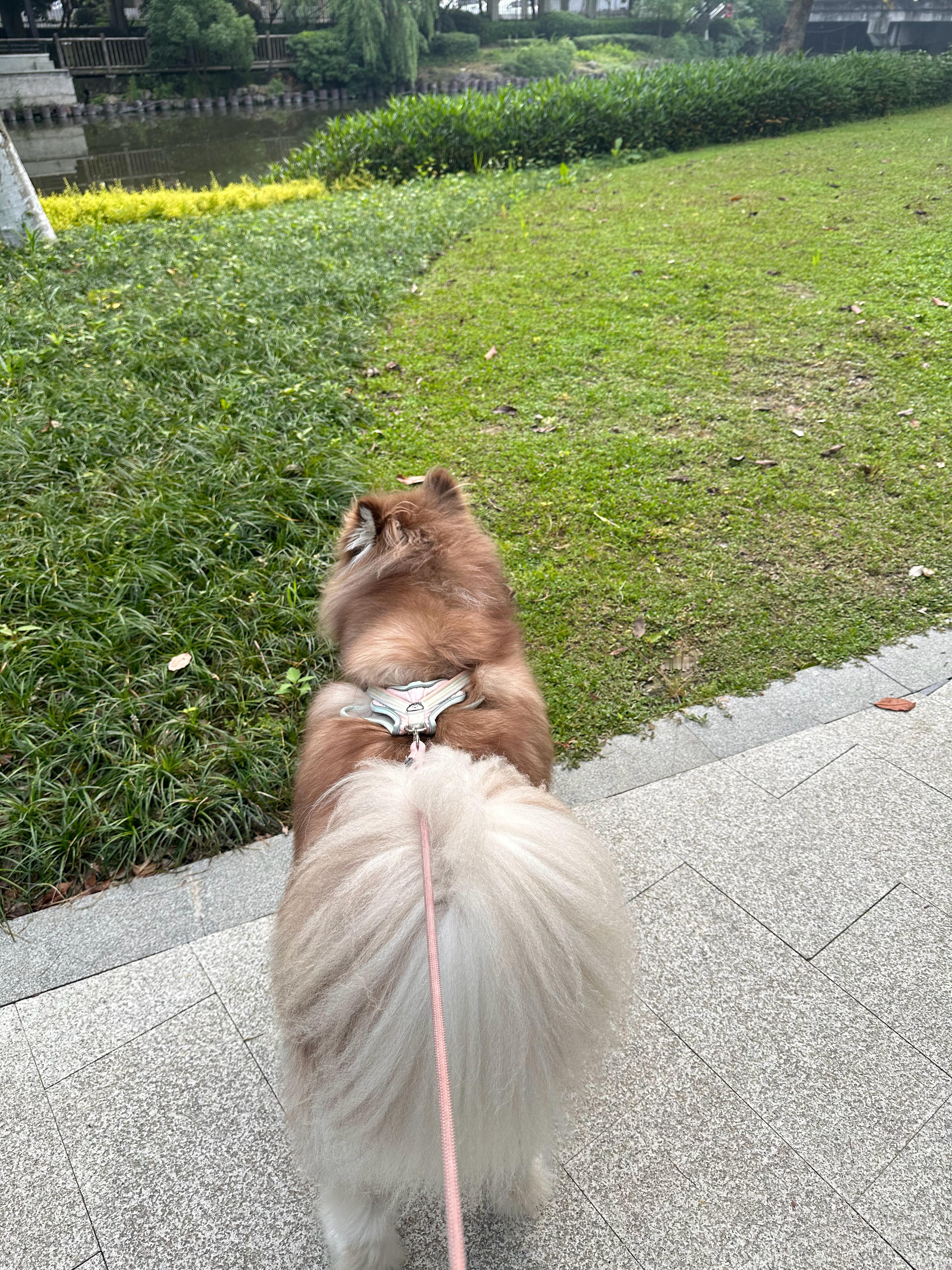 被犟种遛 ​​​