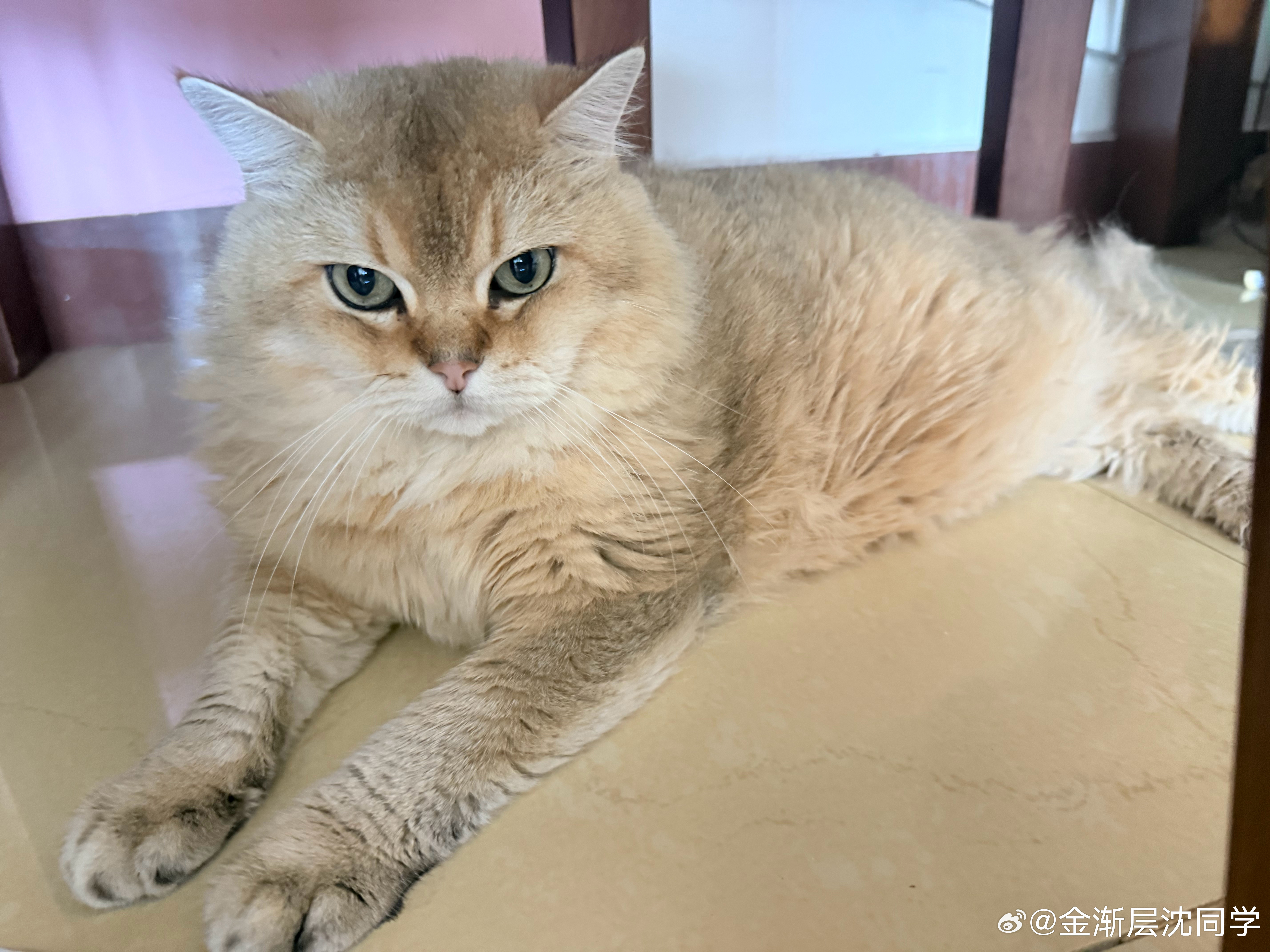 搞不懂为啥腿哥，天天都很潦草萌宠猫咪