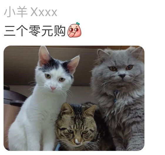 #零元购的猫便宜在素质上# 因为是0元猫所以也是0素质 ​​​