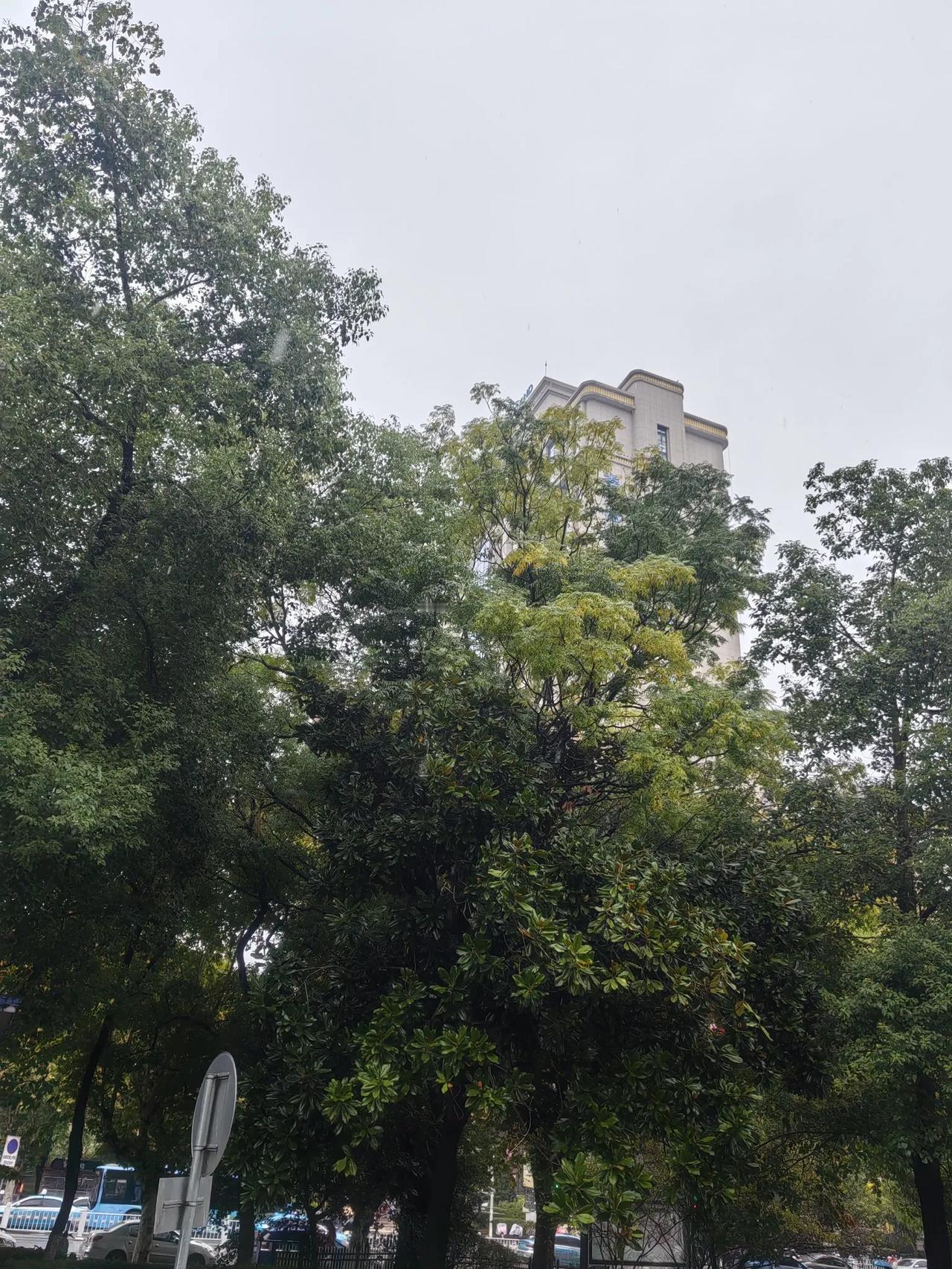 今天湖南省开始下小雨，我拍了雨后的天空和树木，真的很壮观！