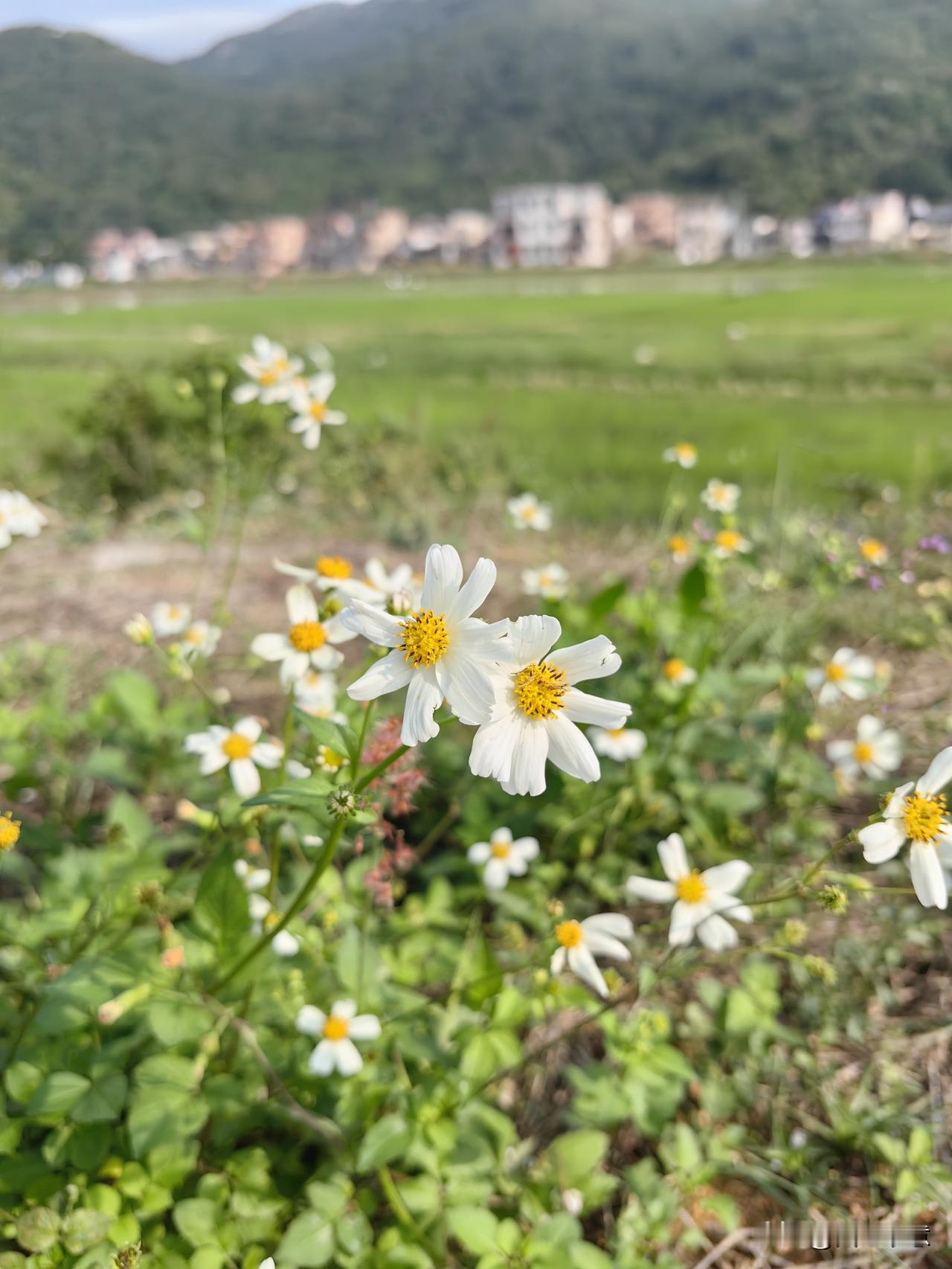 回到乡下这段时间，感觉自己与村里人的生活有点脱轨，根本就跟不上他们的步伐。

就