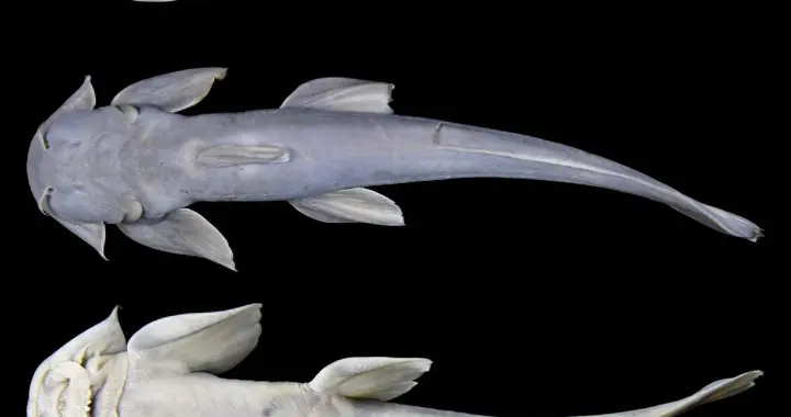 西藏发现鱼类新物种