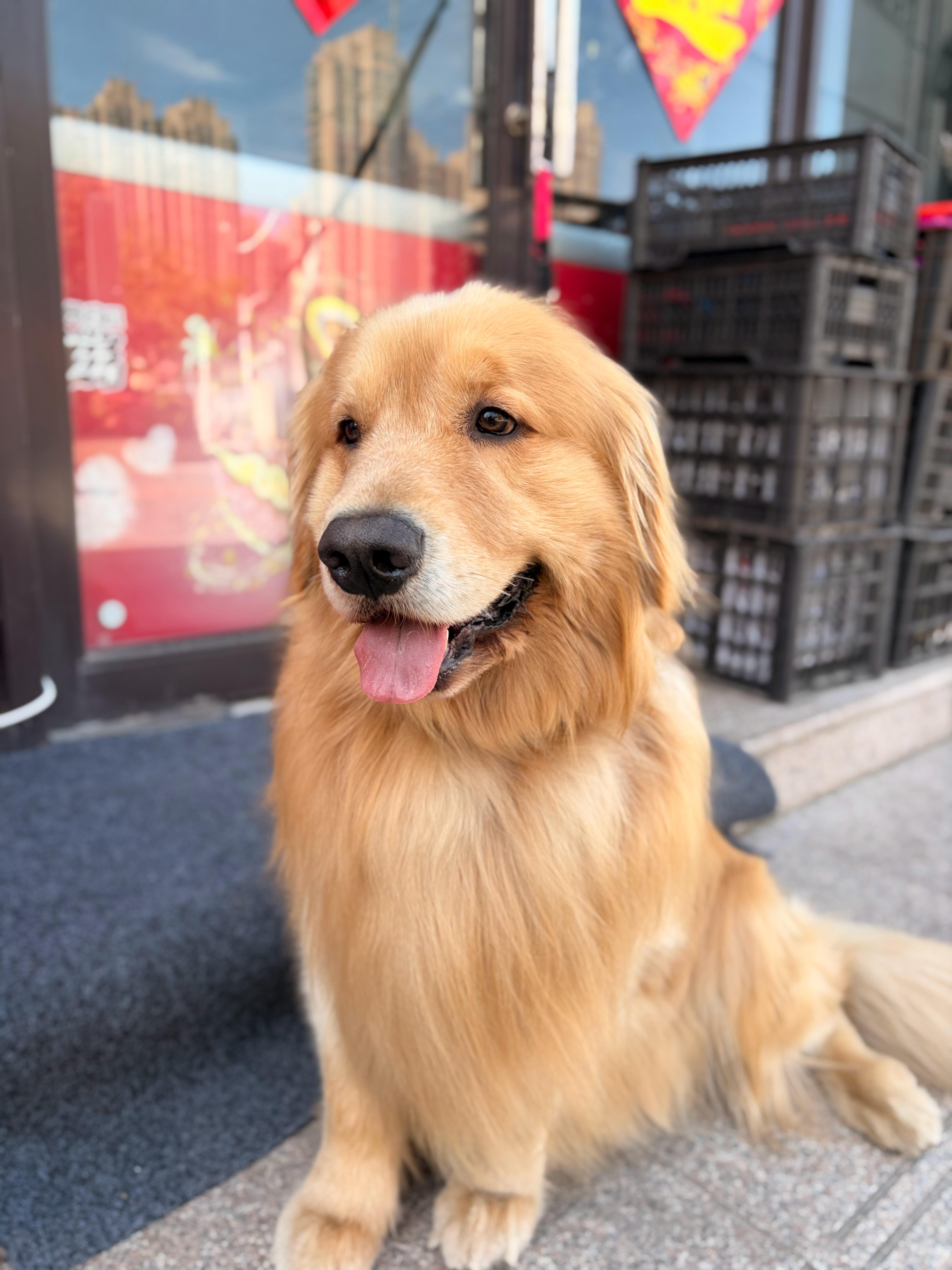 晚饭吃的啥？昨天忘了，今天一并打今天早上遇到小金毛，终于拍到了庐山真面目减脂竟然