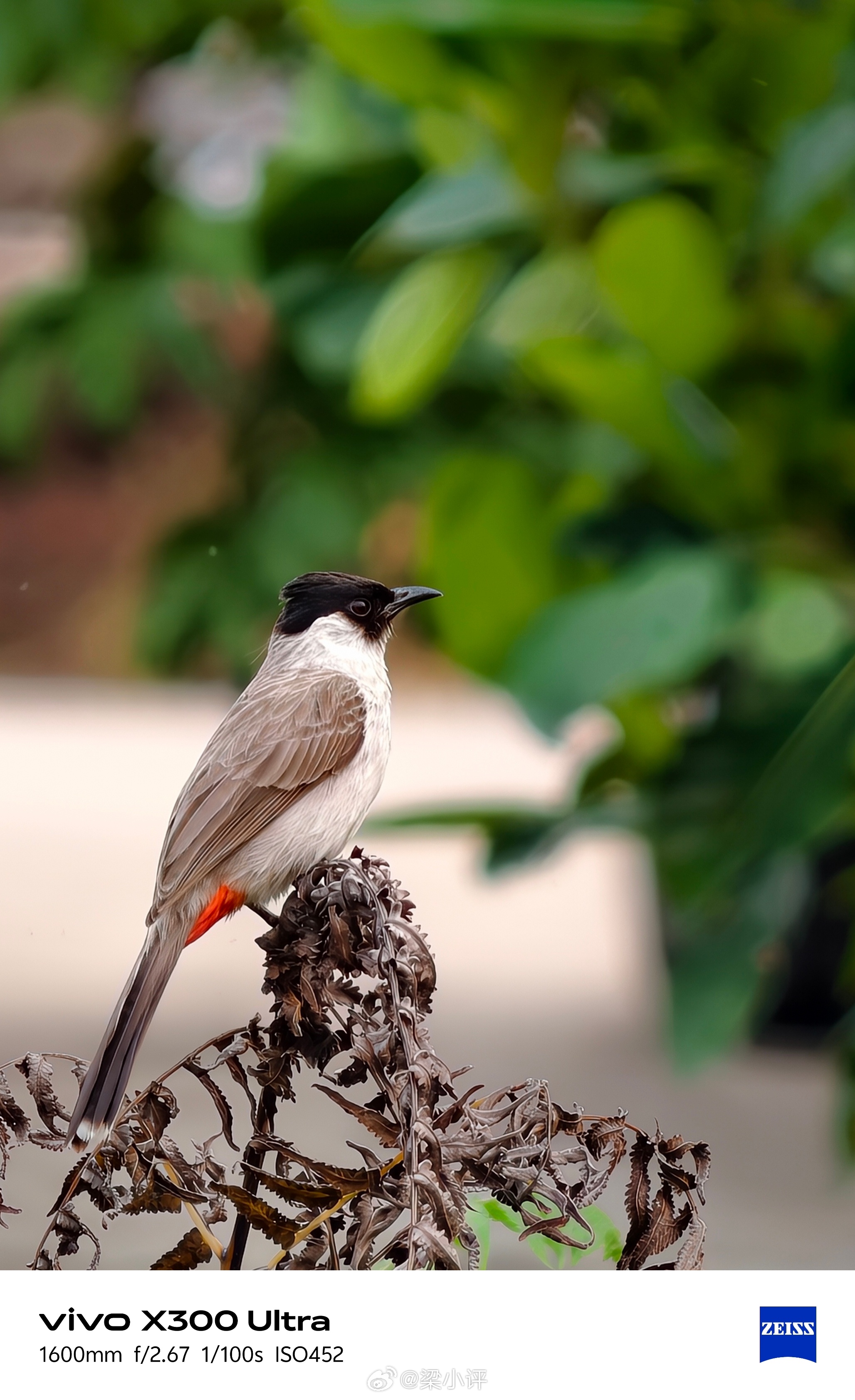 万万没有，没钱买相机长焦镜头的我，竟然用手机打鸟自由。 