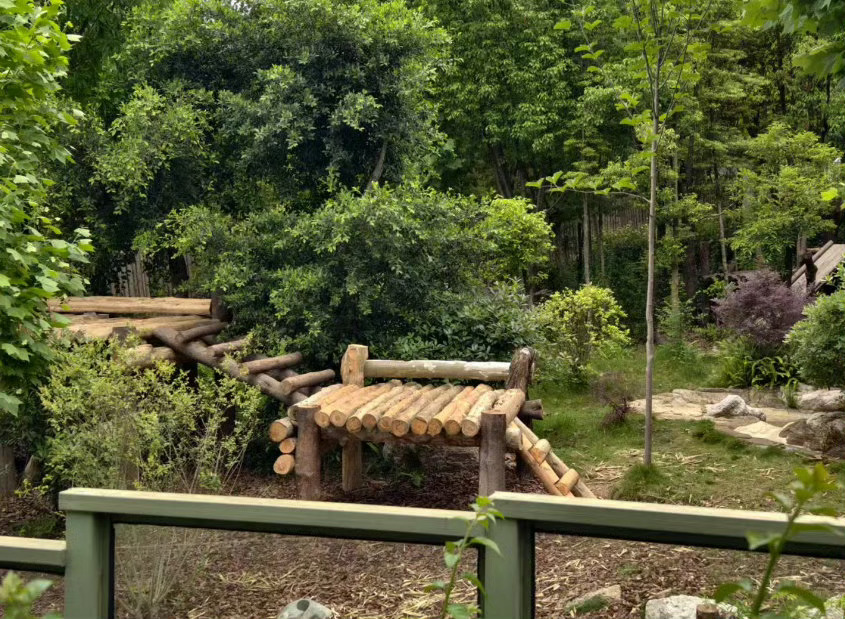 这届熊猫都有自己的小心思了起猛了在成都街头偶遇大熊猫 惊！某熊猫居然离家出走，出