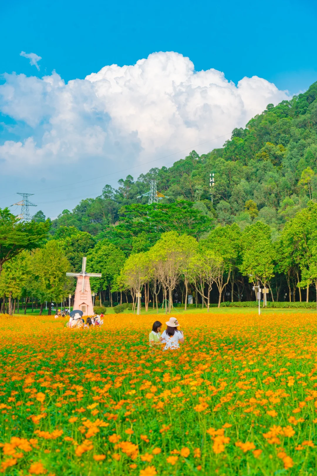 顺峰山刚回来‼️公园已经被菊色花海淹没啦