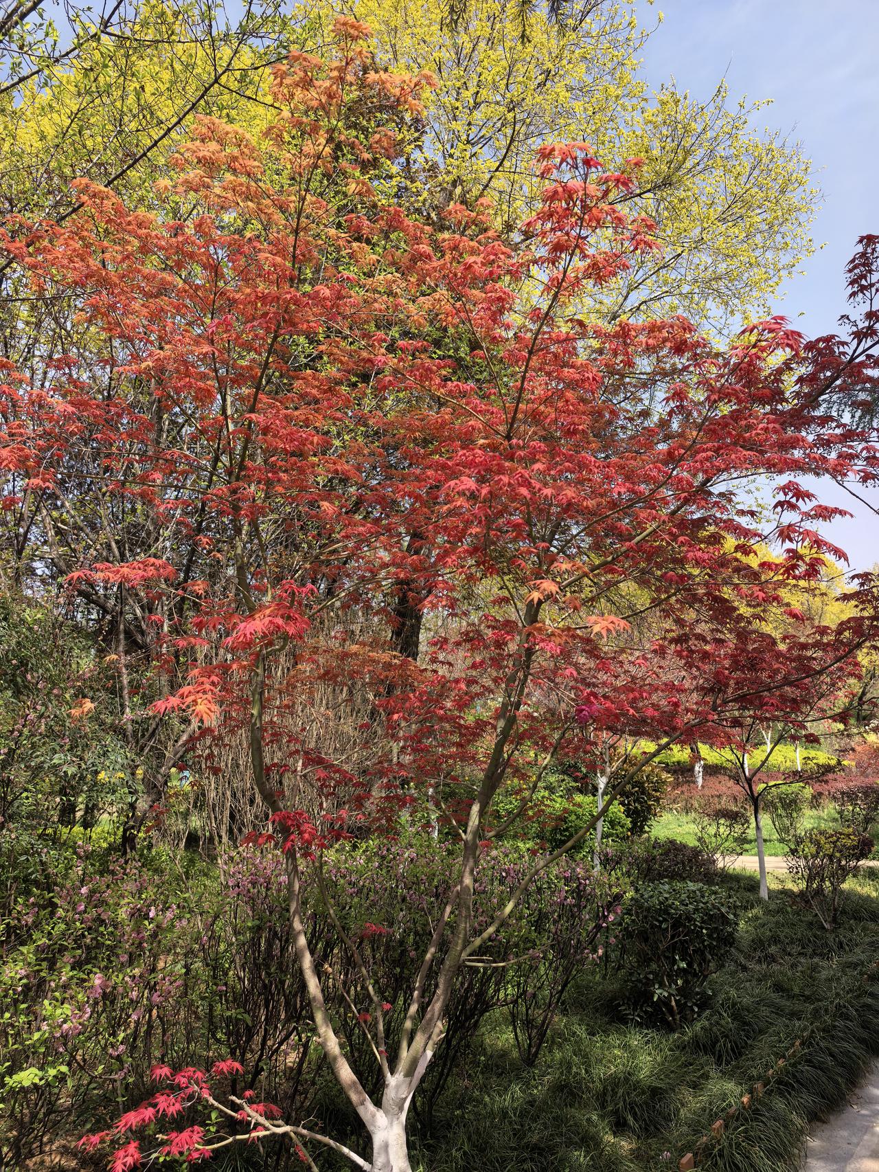 金凤科技A股近期走势情况及展望

一、近期走势回顾

2026年3月30日，金风