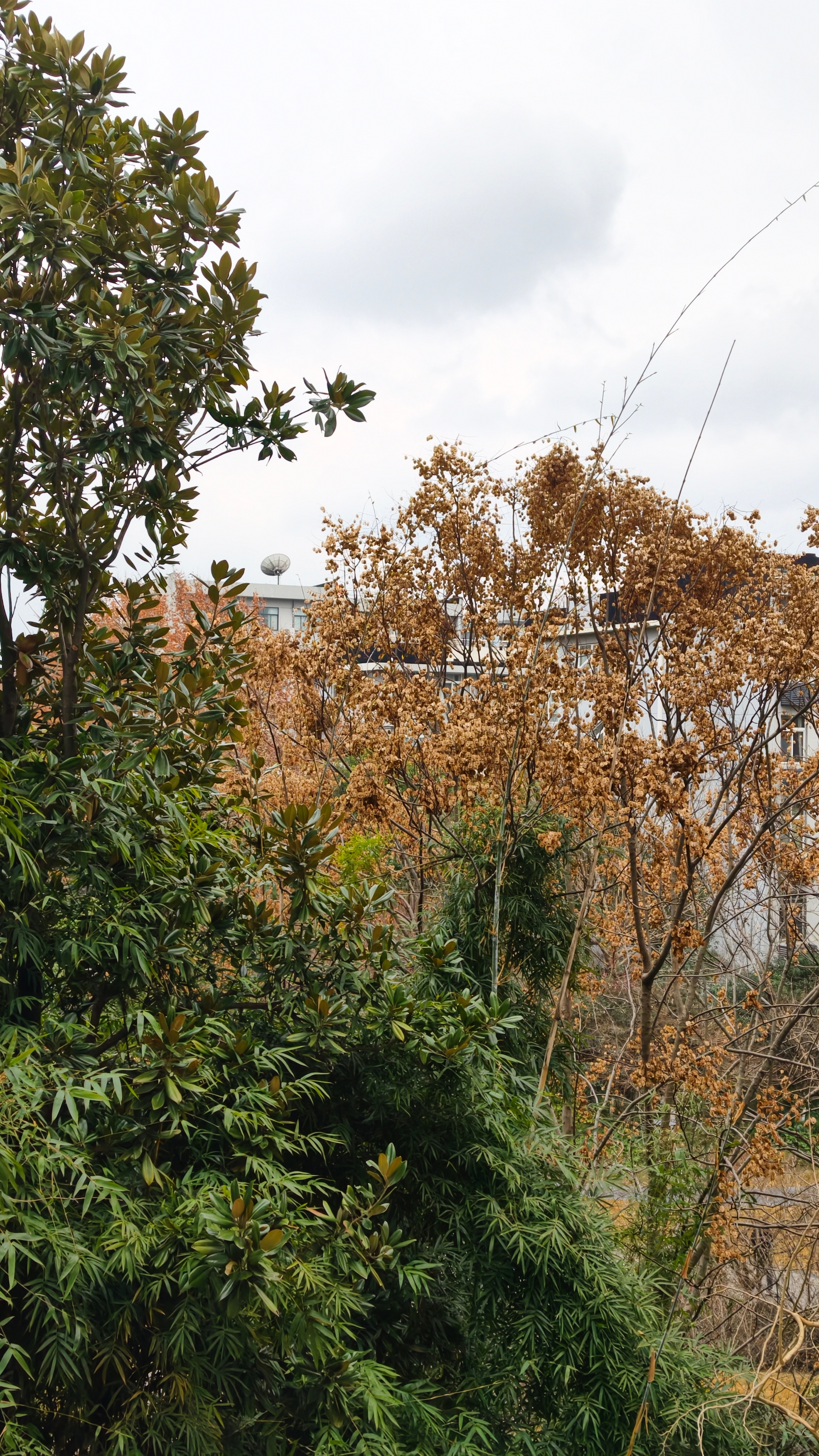 杭州全城等雪没等到啊～ 