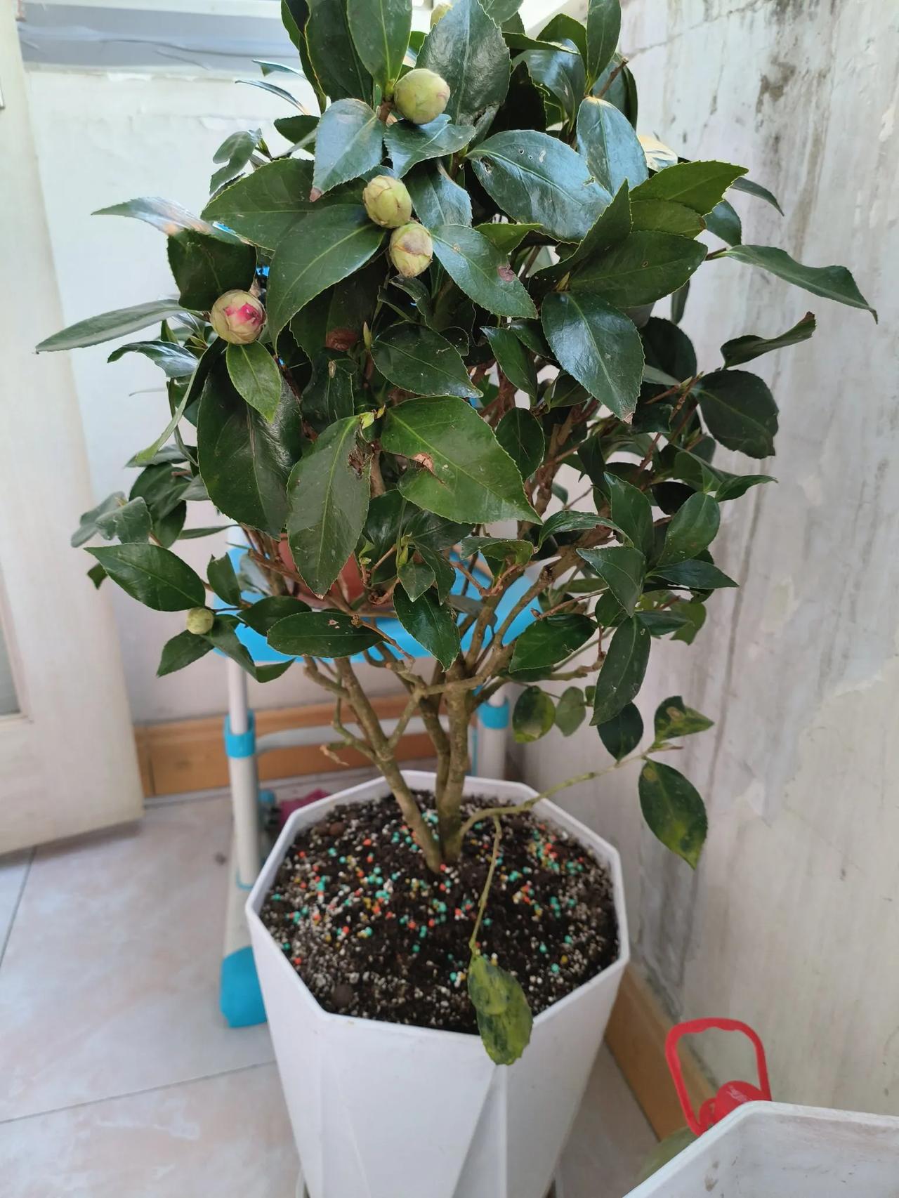 最好的生活就是“拈花惹草”。
刚买的大红色茶花到货了，送的花盆实在是太应付了。完