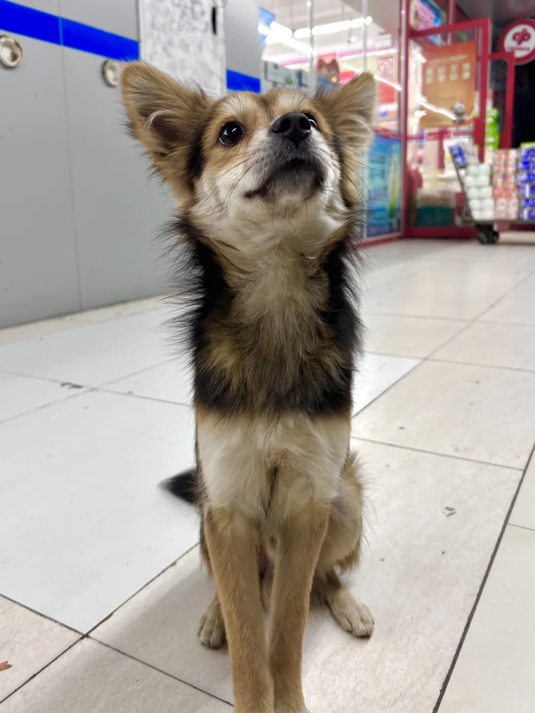 狐狸狗的蹭饭点被取缔了😂