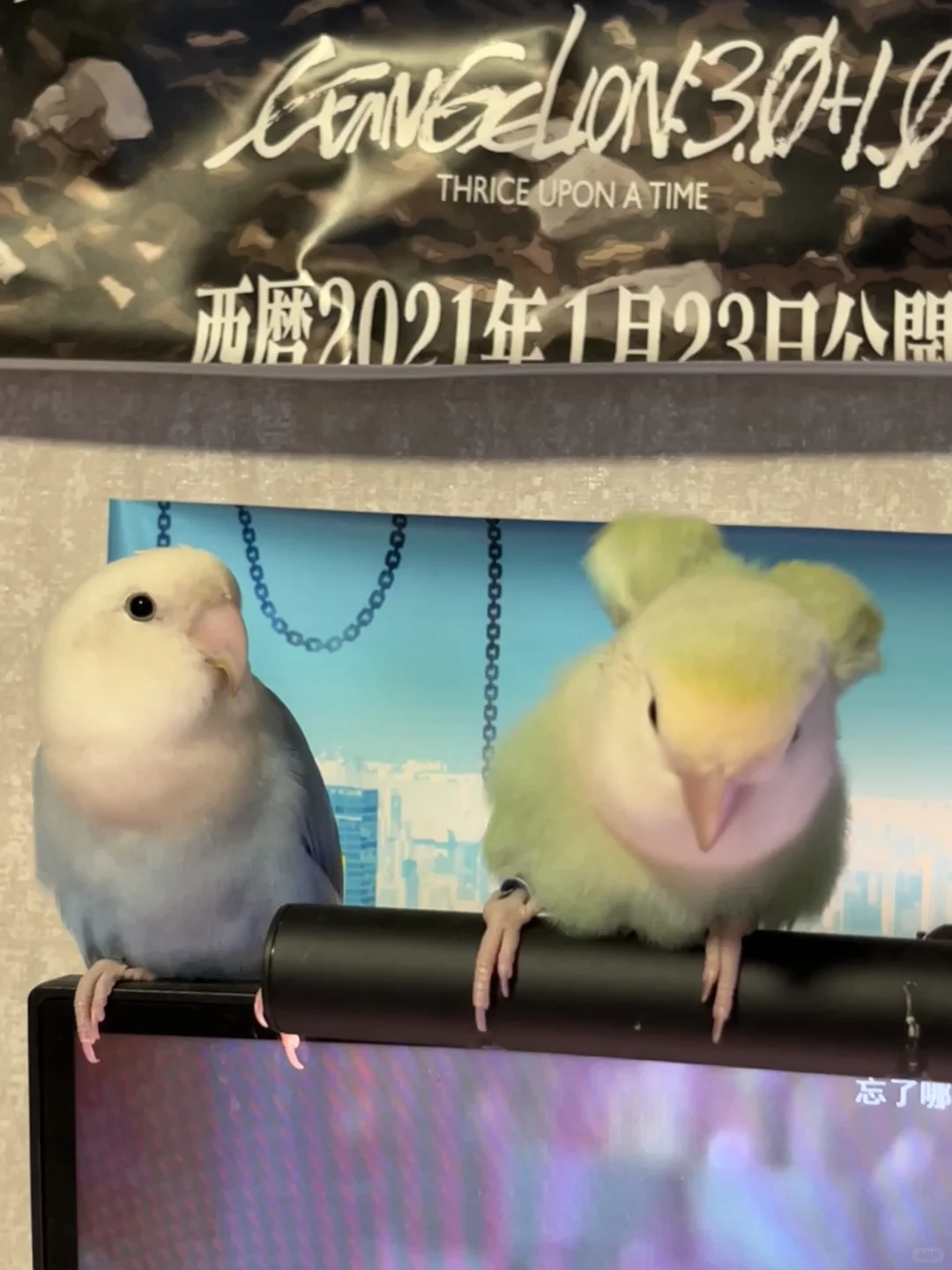 买的护眼台灯上长了一只鸟…