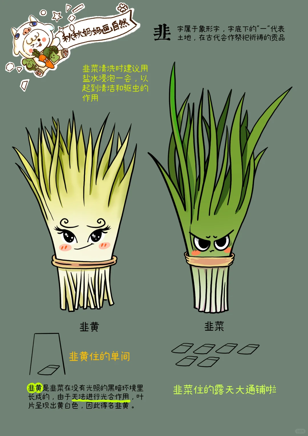 十一月，吃韭黄的时节｜画给孩子的植物观察