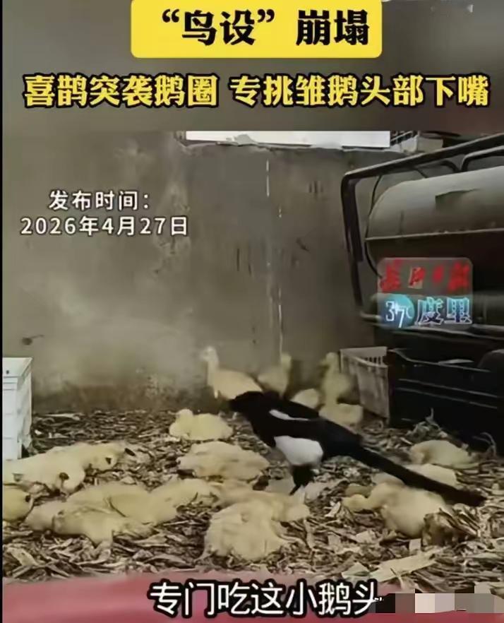 太离谱！辽宁农家突发怪事，喜鹊闯入鹅圈大开杀戒，雏鹅惨遭毒手
 
谁都没想到，平