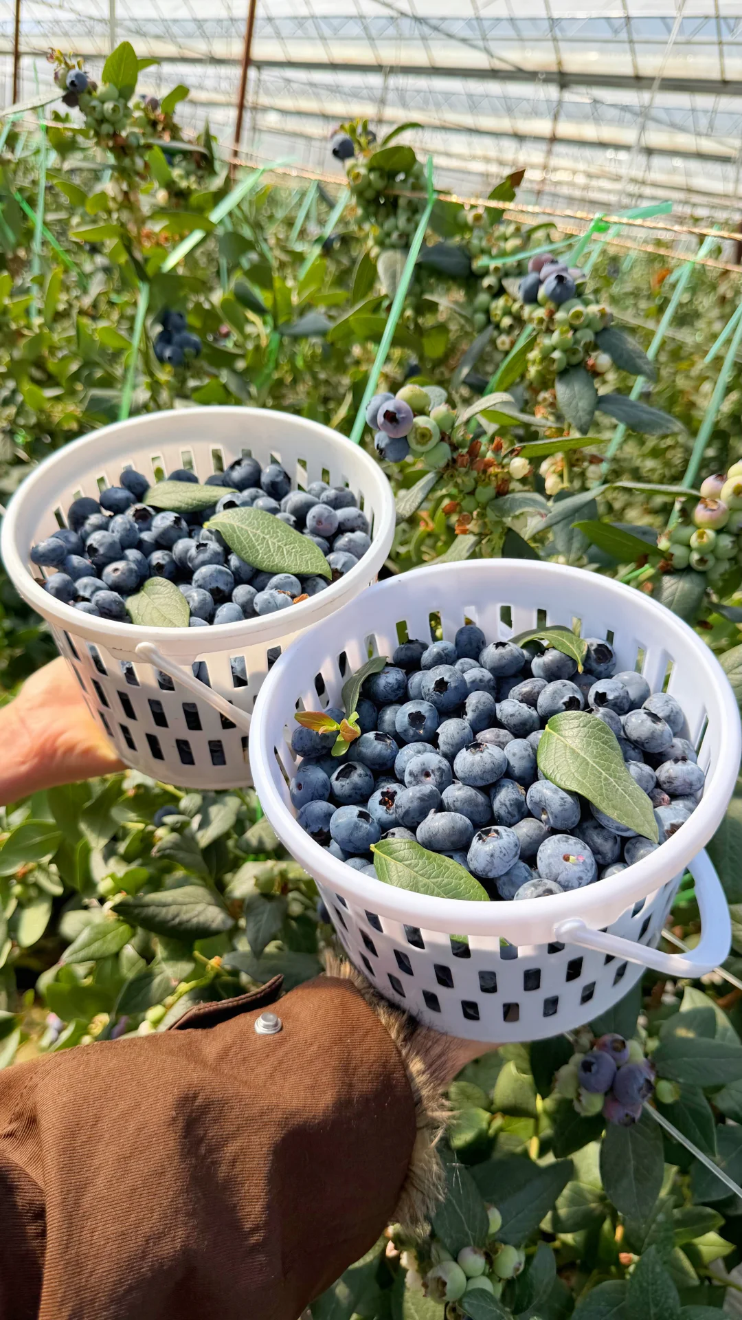 花香蓝莓，40多一桶，这个价格我卖的太便宜了