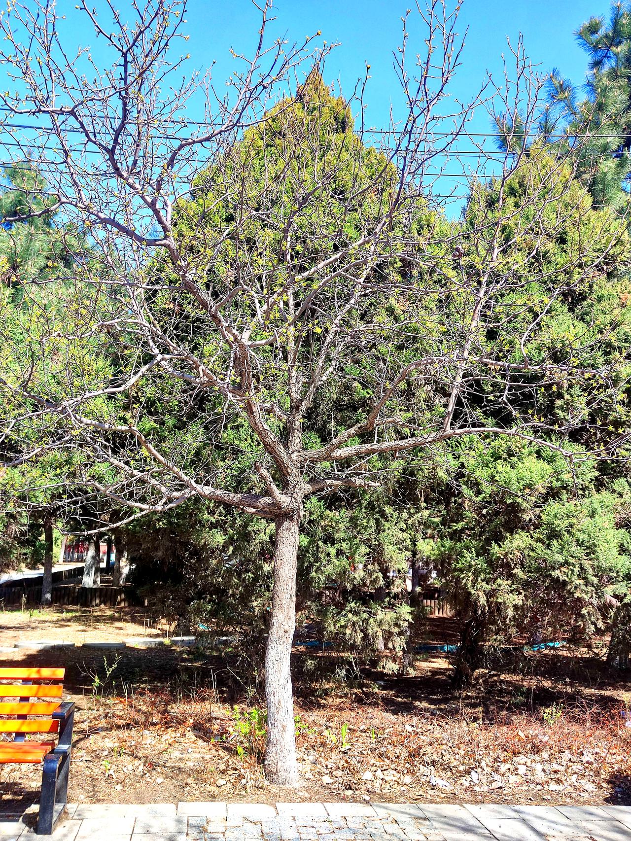 北塔公园景色一观
   位于沈阳皇姑区的北塔公园，是一座以白塔法轮寺古建筑和园林