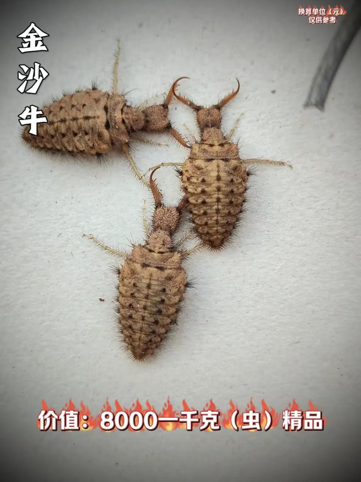 晒图笔记大赛在一位友道那里看到了小时候熟悉的东西。螵蛸每年都采集去卖。都能整十块