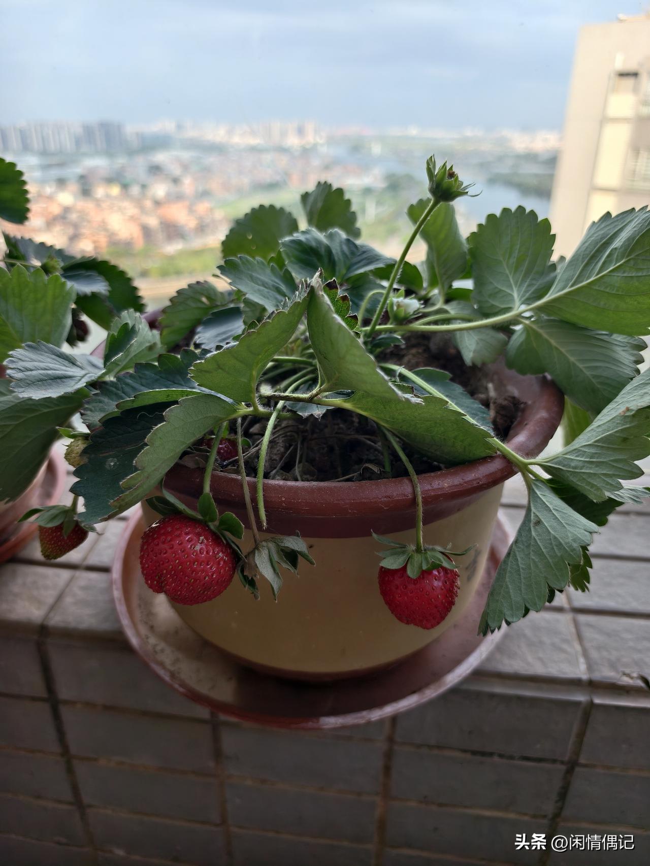 我阳台上种的草莓熟了，摘下来就吃了，香甜