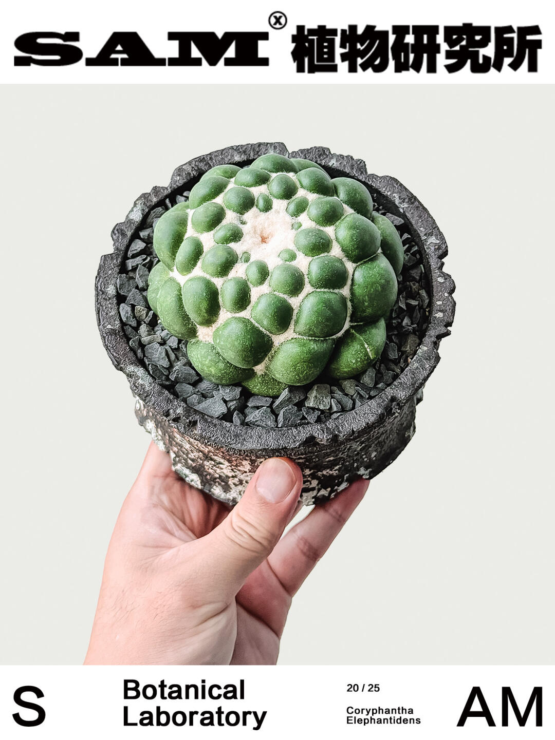 无刺象牙丸｜Coryphantha Elephantidens