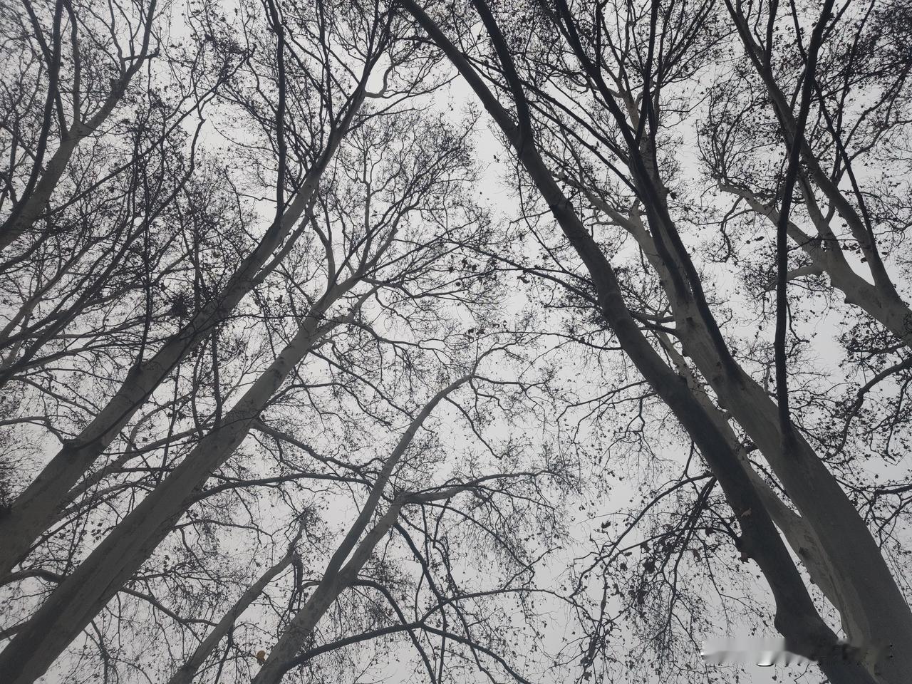 今天下午在郑州市人民公园里和其他几位游人目睹了一场不可思议的纠纷:一位中年男人被