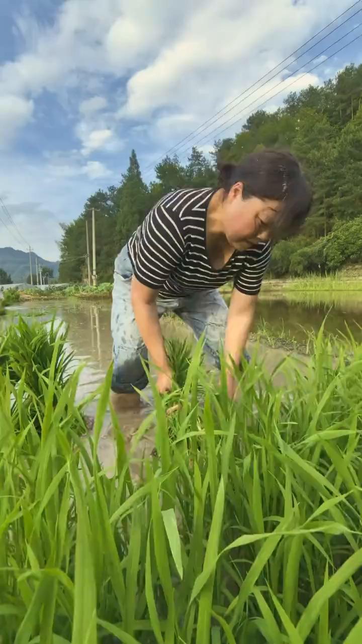 田间劳作感受大自然的馈赠。