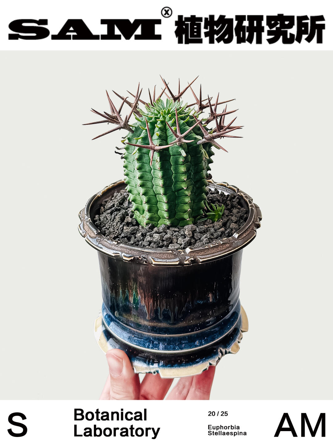 群星冠｜Euphorbia Stellispina