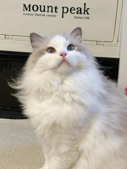 🐱：热亖了，吃点什么好呢