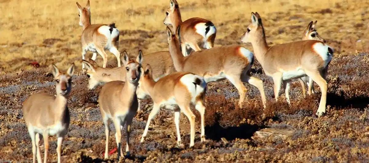 在广袤无垠的蒙古草原上，黄羊曾经是那片土地的王者之一。它们奔跑在草原上，身影矫健