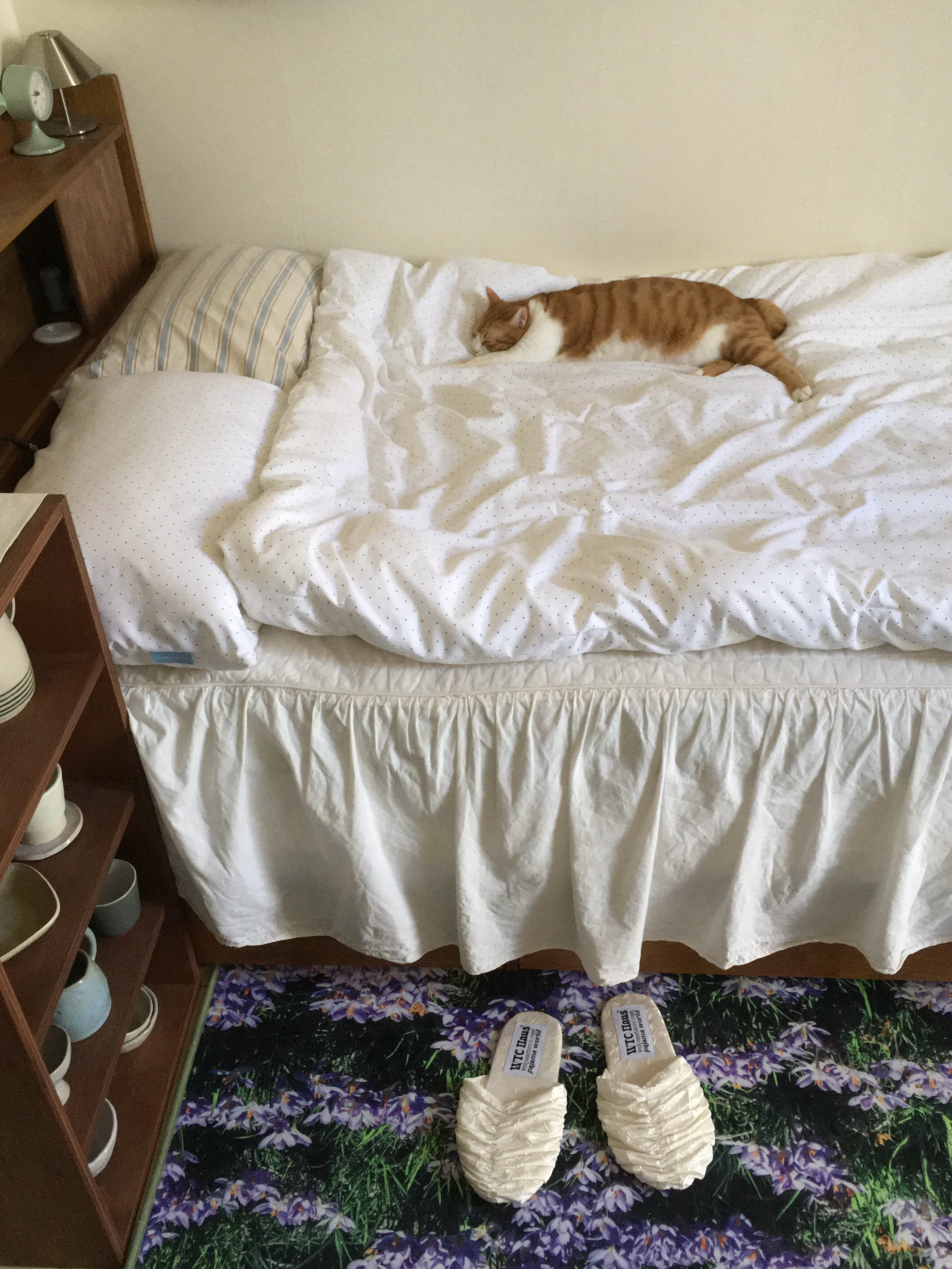 simyo_zib 🐈有猫生活 ​​​