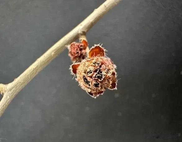 过敏没？沙尘暴过后，一点绿色没有，一个花苞不见，花粉达到高浓度级别，说出来特别神