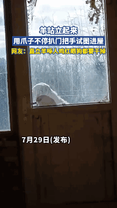 羊站立起来，
用爪子不停扒门把手试图进屋🌚